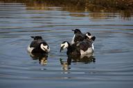 geese-goose-bird-birds-animals-164096.jpg