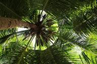 palm-summer-holiday-tree-exotic-1027984.jpg