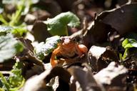 frog-animal-orange-nature-slovenia-1152655.jpg