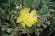 cactus-flower-flowering-yellow-flora-83403.jpg