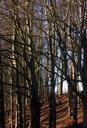 trees-nature-sunlight-648985.jpg