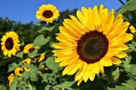 sunflower-sunflower-field-yellow-1627193.jpg