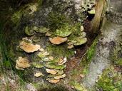 fungus-mushroom-fungi-tree-53677.jpg