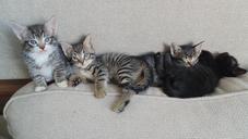 kittens-cats-cute-animal-pet-1075978.jpg