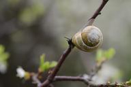 snail-road-shell-mollusk-nature-959337.jpg