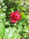 red-rose-roses-flower-garden-356030.jpg