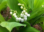 lily-of-the-valley-flowers-nature-463593.jpg