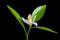 orange-blossom-small-flower-white-278831.jpg