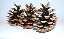 cones-background-nature-pine-tree-19823.jpg