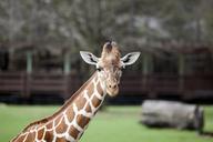 giraffe-zoo-animal-wildlife-mammal-556883.jpg