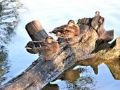 mallard-ducks-tree-trunk-river-588993.jpg