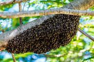 hiking-bees-bees-hive-365213.jpg