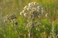 angelica-weed-meadow-summer-nature-400959.jpg