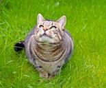 cat-grass-tabby-animal-cute-1078999.jpg