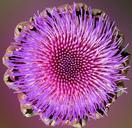 artichoke-blossom-bloom-bloom-865840.jpg