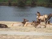 elk-waterfront-animal-wildlife-1165226.jpg