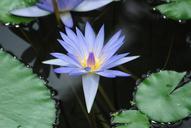 water-lily-bloom-leaf-pond-aquatic-362819.jpg