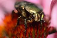 beetle-maisky-macro-photography-340680.jpg