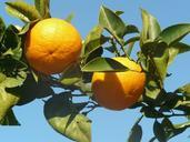 orange-orange-tree-fruits-malta-604257.jpg