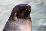 sea-lion-head-zoo-animal-water-268482.jpg