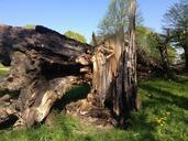 storm-tree-overturned-wood-forest-482551.jpg