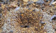 ants-nest-soil-insect-animal-638426.jpg