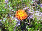 orange-hawkweed-pilosella-aurantiaca-383612.jpg