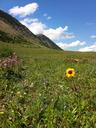 wildflowers-mountains-142897.jpg