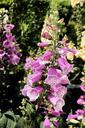 fox-glove-purple-garden-flower-737762.jpg