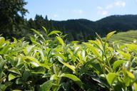 green-tea-plantation-plants-497792.jpg