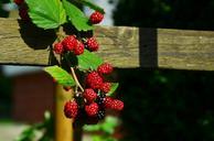 blackberries-berries-fruits-936962.jpg