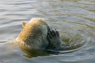 polar-bear-bear-zoo-259146.jpg