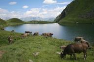 Cows-in-a-pasture-in-Austria.jpg