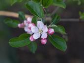 blossom-apple-orchard-spring-914568.jpg