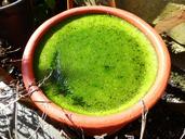 green-flowerpot-nature-pot-1431107.jpg