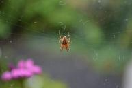 garden-spider-spin-web-cobweb-rag-346566.jpg