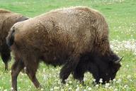 buffalo-bison-western-west-plains-497389.jpg