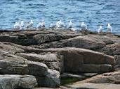 seagulls-birds-shoreline-ocean-50263.jpg