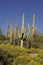 Saguaro cacti on Sonoran desert at the Cabeza Prieta national park.jpg