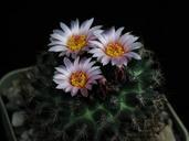 Cactus flower in dark room.jpg