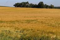 barley-field-summer-nature-1494535.jpg