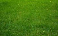 lawn-grass-field-meadow-summer-1504945.jpg