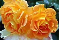 rose-yellow-flower-close-400262.jpg