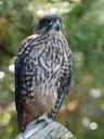 falcon-perched-raptor-bird-751864.jpg