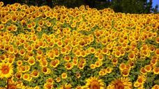 sunflowers-abruzzo-flowers-summer-76119.jpg