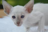 kitten-cat-siamese-cat-cat-baby-408758.jpg