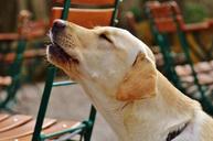 labrador-dog-sweet-howl-yelp-1287297.jpg