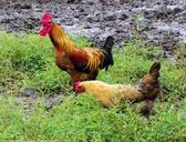 rooster-chicken-hen-farm-966434.jpg