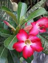 invited-to-visit-desert-rose-flower-1329961.jpg