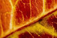 red-leaf-macro-autumn-season-667839.jpg